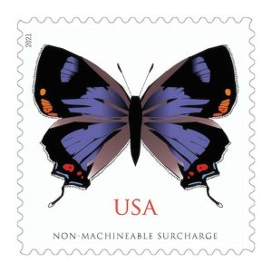 Colorado Hairstreak 2021