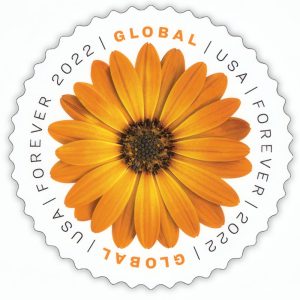 Global African Daisy 2022