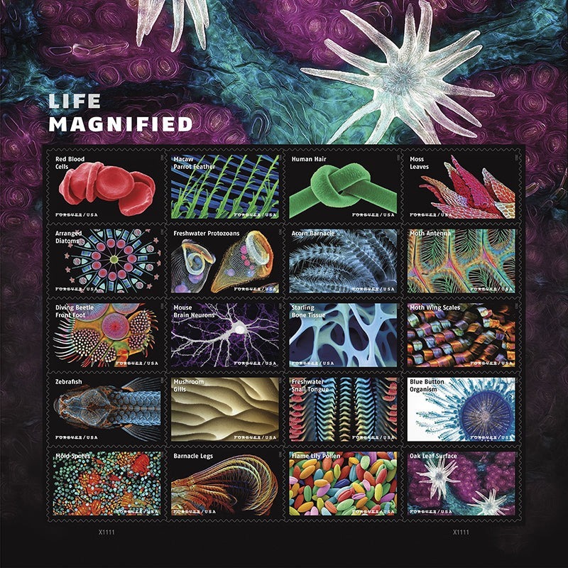 life-magnified