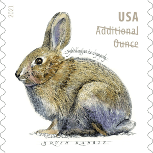 Brush Rabbit 2021